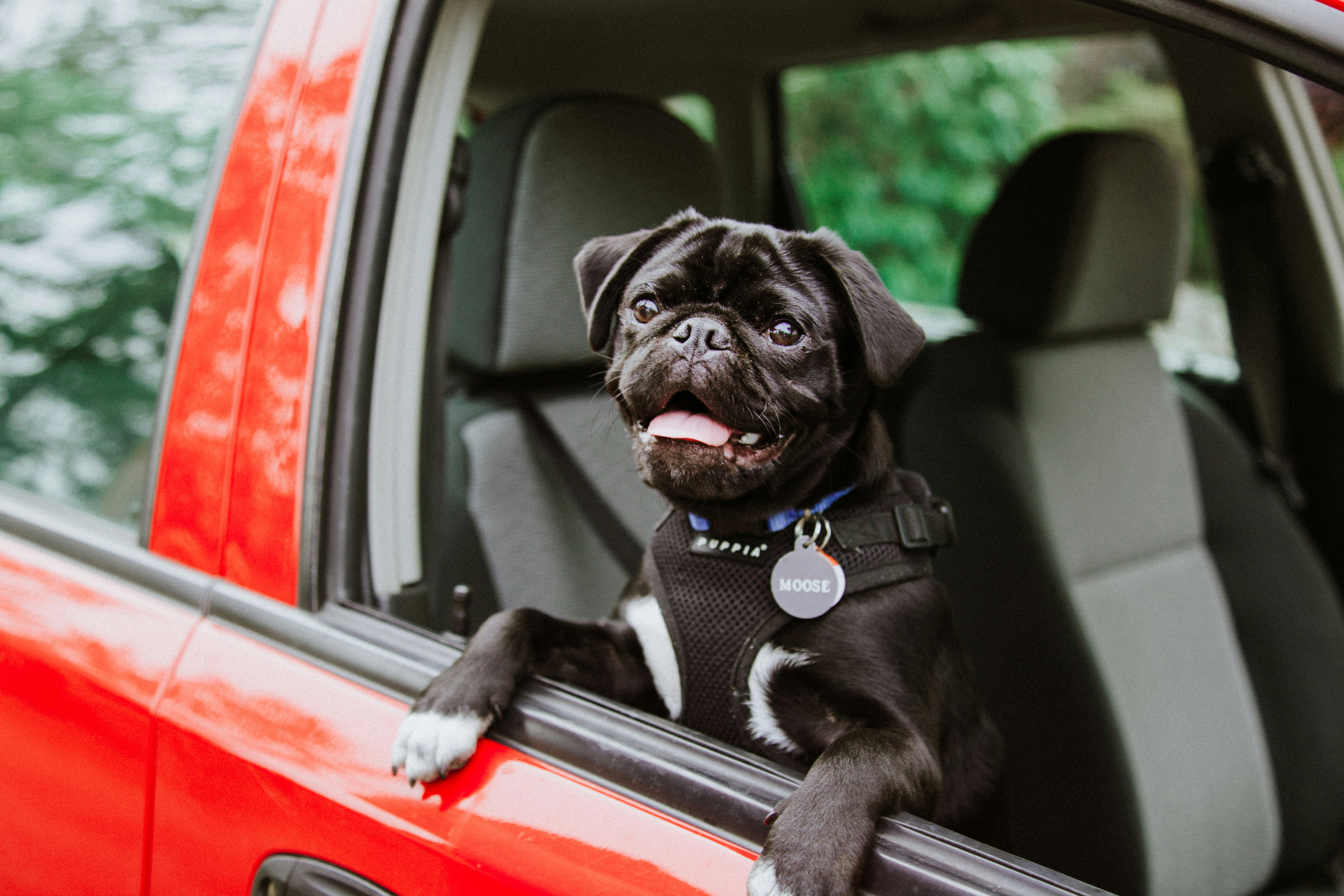 Pet Owners Detailing Guide